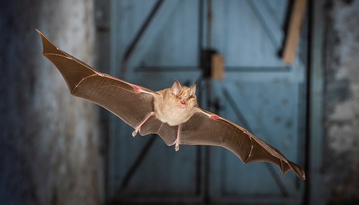 Das Bild zeigt eine Fledermaus. Bildautoren: Christian Giese und Rudolf Leitl